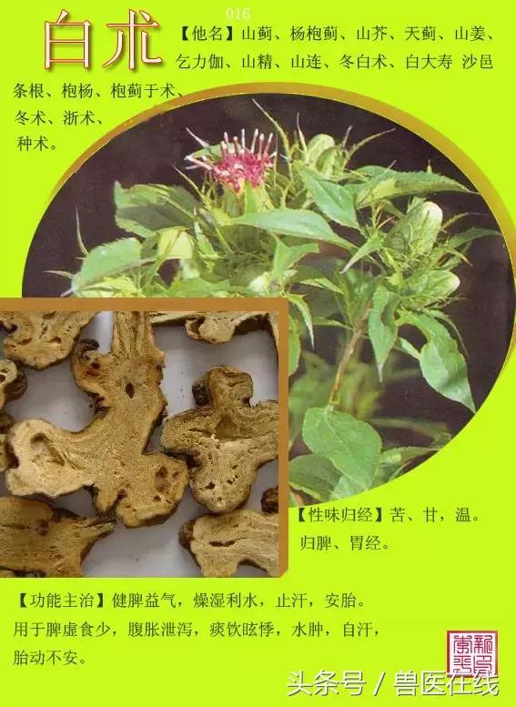 300種中草藥彩色圖譜賞析（收藏慢慢看）