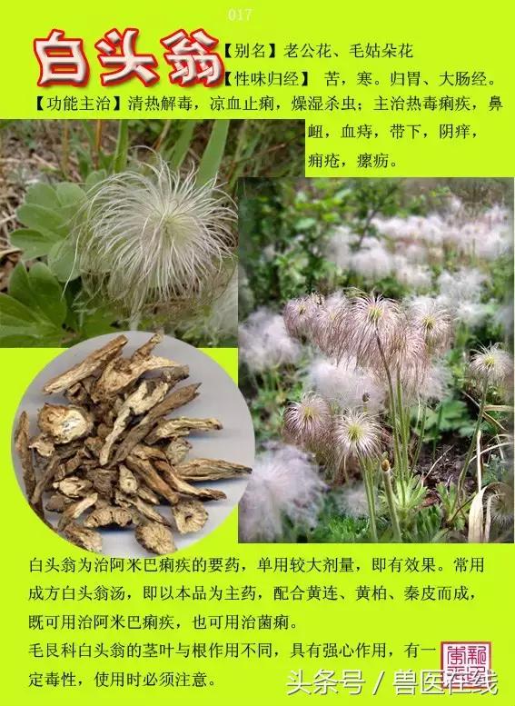 300種中草藥彩色圖譜賞析（收藏慢慢看）