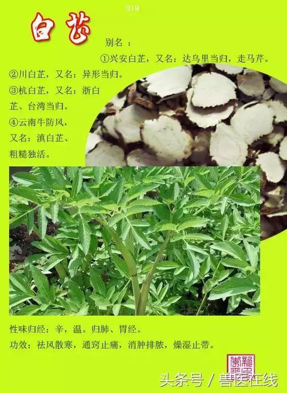 300種中草藥彩色圖譜賞析（收藏慢慢看）