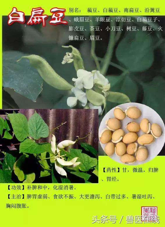 300種中草藥彩色圖譜賞析（收藏慢慢看）