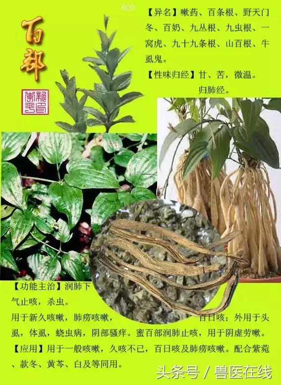300種中草藥彩色圖譜賞析（收藏慢慢看）