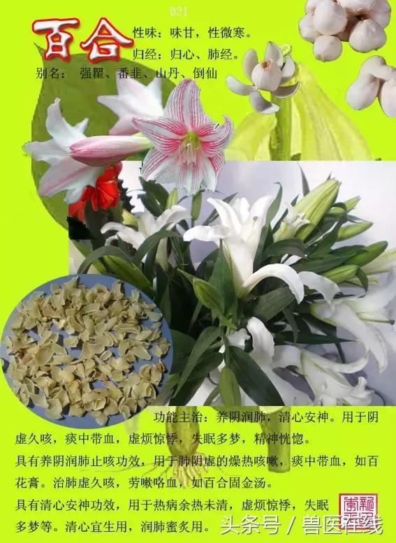 300種中草藥彩色圖譜賞析（收藏慢慢看）