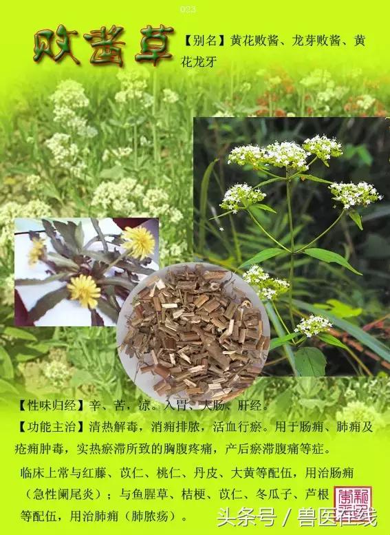 300種中草藥彩色圖譜賞析（收藏慢慢看）