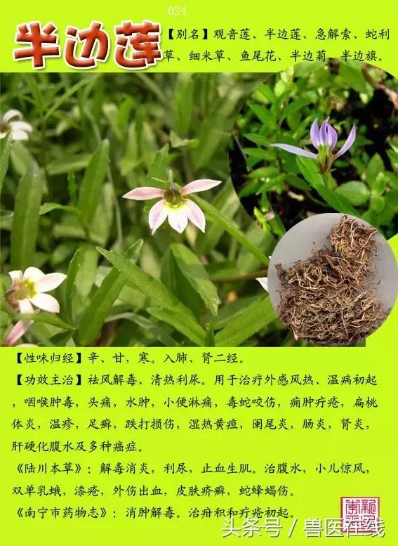 300種中草藥彩色圖譜賞析（收藏慢慢看）