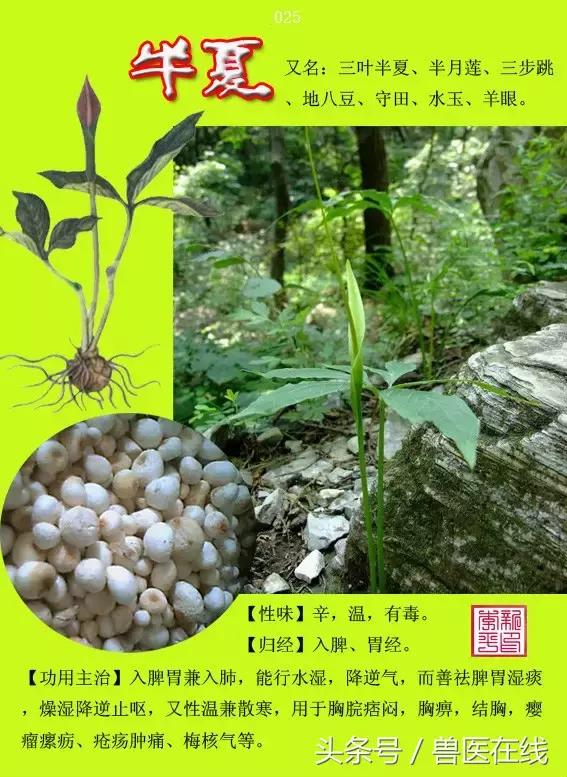 300種中草藥彩色圖譜賞析（收藏慢慢看）