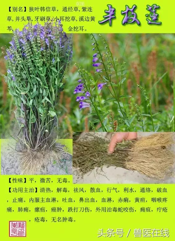 300種中草藥彩色圖譜賞析（收藏慢慢看）