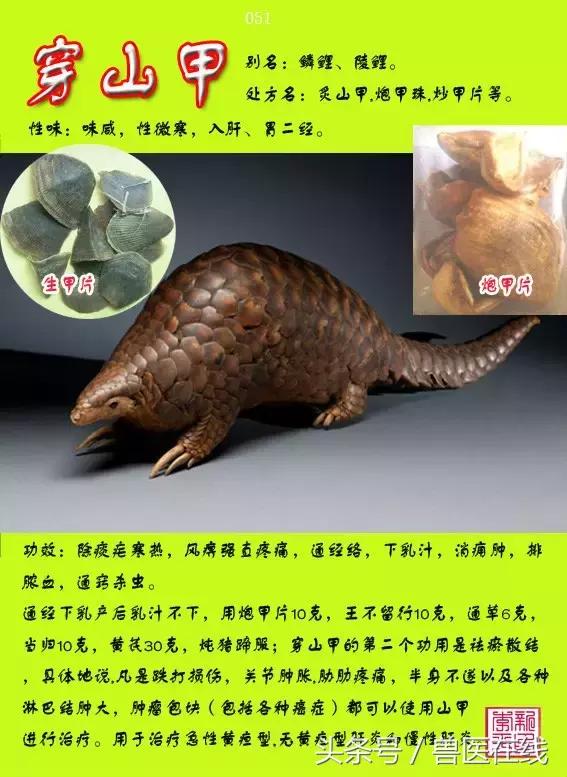 300種中草藥彩色圖譜賞析（收藏慢慢看）