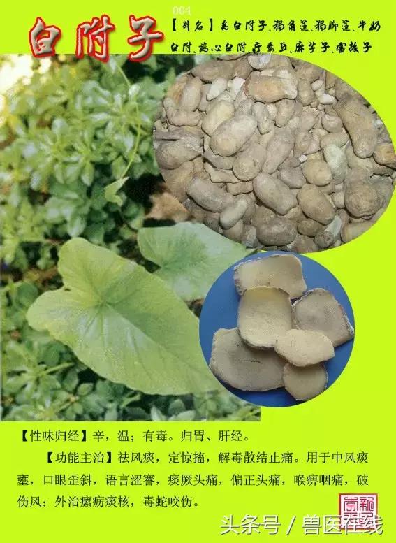 300種中草藥彩色圖譜賞析（收藏慢慢看）