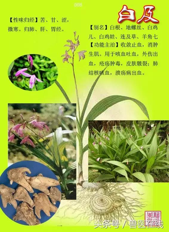 300種中草藥彩色圖譜賞析（收藏慢慢看）