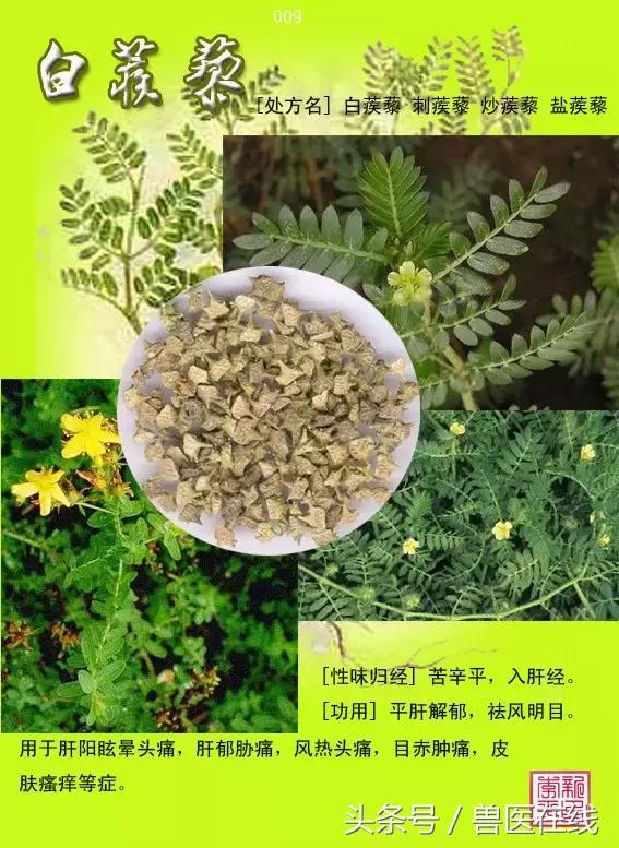 300種中草藥彩色圖譜賞析（收藏慢慢看）