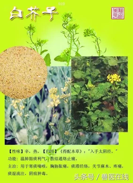 300種中草藥彩色圖譜賞析（收藏慢慢看）
