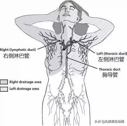 一圖看懂！如何避免乳腺癌術後淋巴水腫