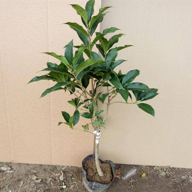 9種比香水還要香的花！種在陽臺上，滿屋子自然清香！