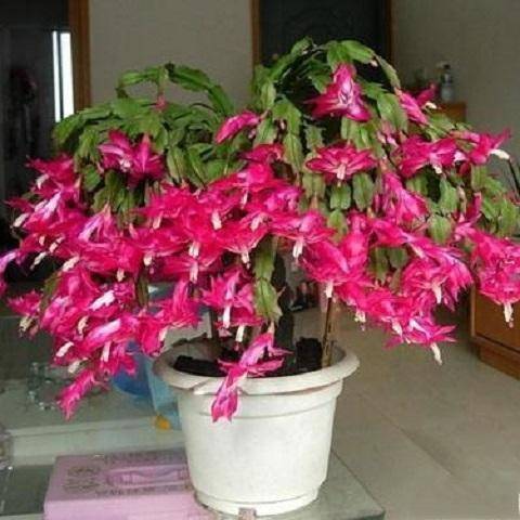 9種比香水還要香的花！種在陽臺上，滿屋子自然清香！