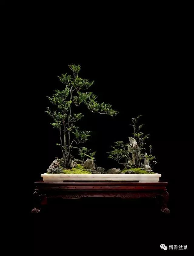 它不僅是收藏界追捧的寵兒，同時也是盆景界飄逸的仙子 