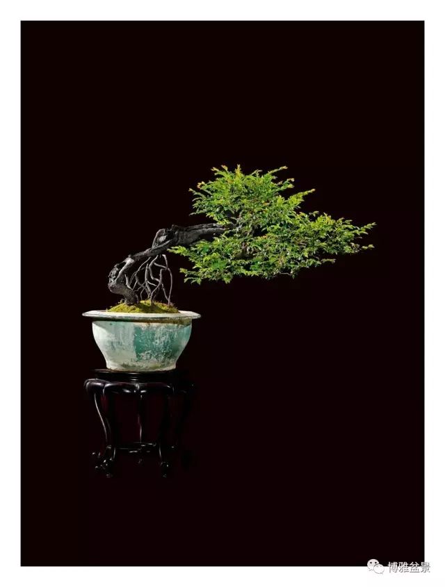 它不僅是收藏界追捧的寵兒，同時也是盆景界飄逸的仙子 