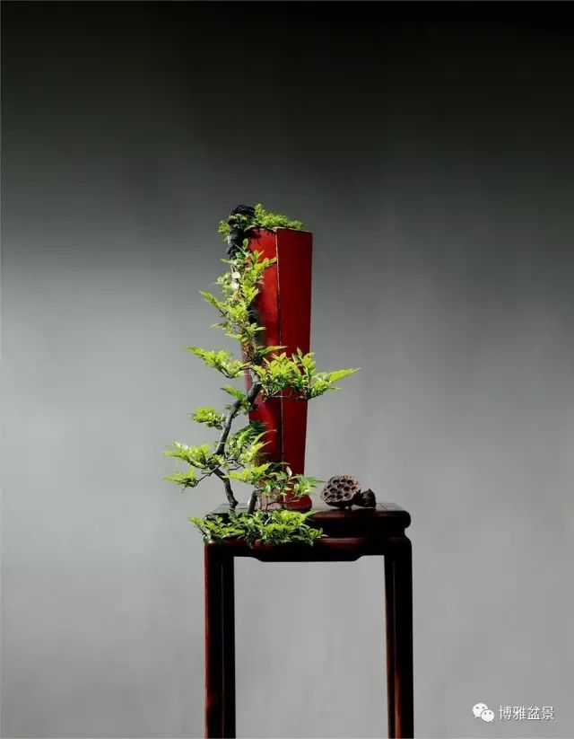 它不僅是收藏界追捧的寵兒，同時也是盆景界飄逸的仙子 