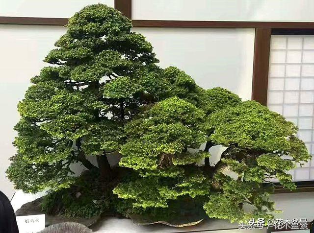 盆景製作中剪枝的五去五留法