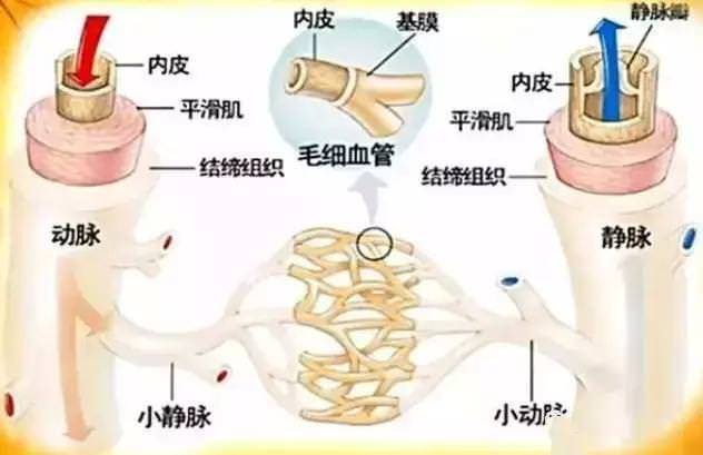 3種東西泡水喝，2天修護血管內皮，1輩子不怕心梗~心內科主任推薦！