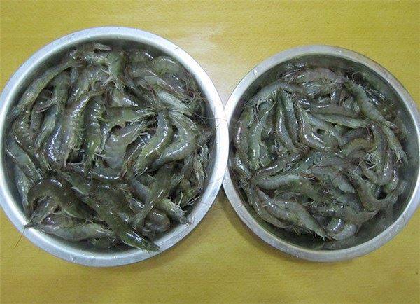 蝦買多了？教你一招，這樣保存放再久也不怕「蝦頭變黑」保證新鮮哦！