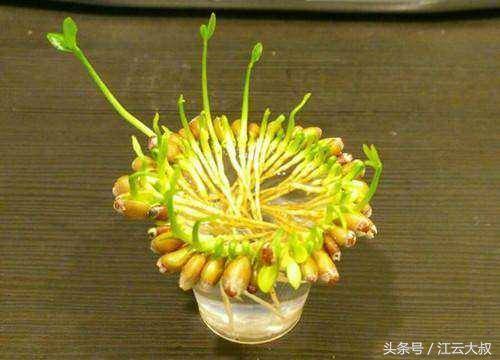 朋友把檸檬籽放水裡，長出的盆栽真是美得驚豔！