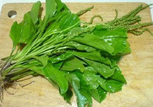 《 車前草 》這種草你不能不知道，用得好能治很多大病哦