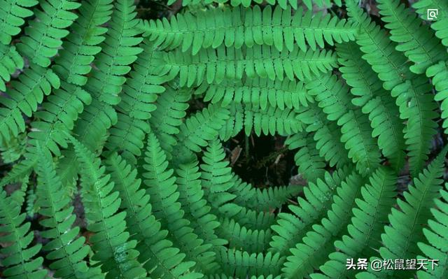像草一樣去做人！你會很輕鬆（深刻）