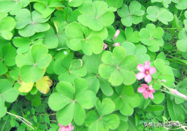 像草一樣去做人！你會很輕鬆（深刻）