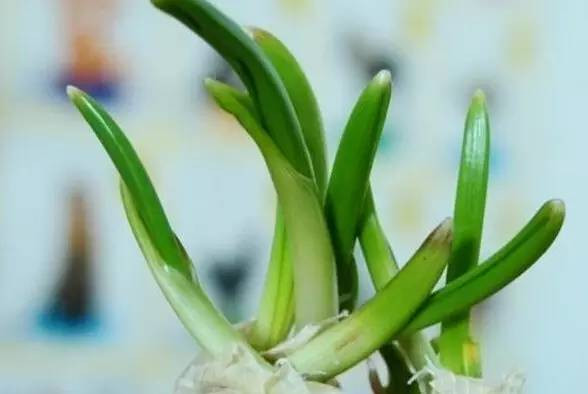 它發了芽再吃, 竟是「抗癌冠軍」, 特別是胃癌、肝癌、乳腺癌....以前扔了真是太浪費了！