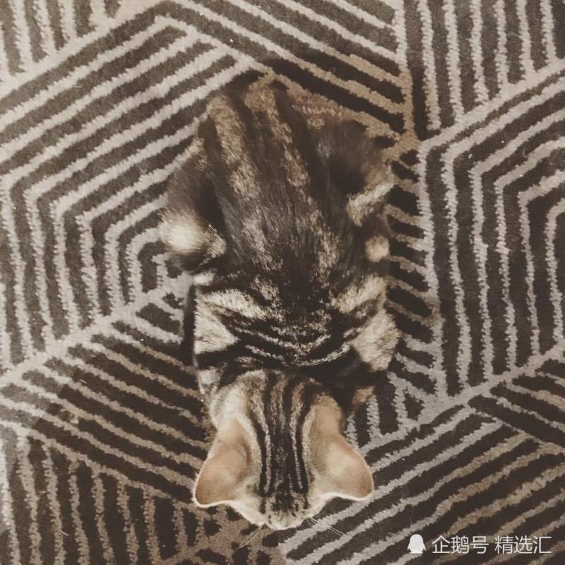 21張你需多看一眼才能明白其中真相的照片