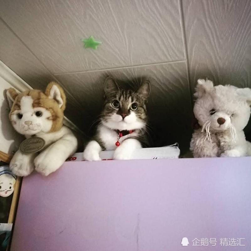 21張你需多看一眼才能明白其中真相的照片