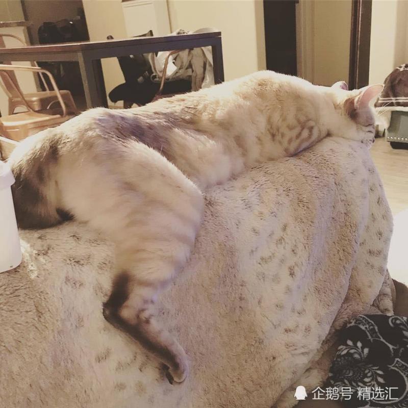 21張你需多看一眼才能明白其中真相的照片