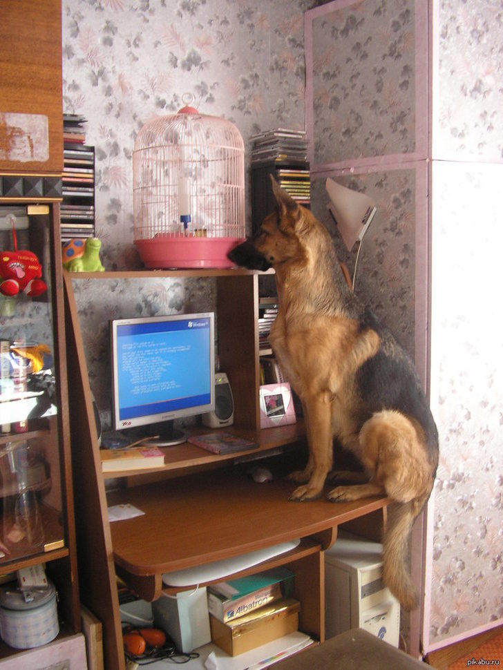 20個養德國牧羊犬之前「一定要仔細想清楚」的爆笑原因　像貓咪一樣的行為太犯規啦！