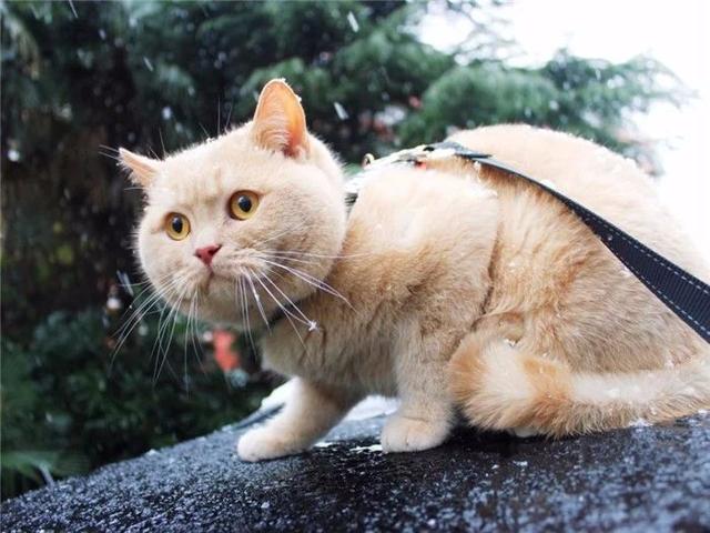 闢謠，貓咪瀕死前出走，原因並不是怕主人擔心，而是