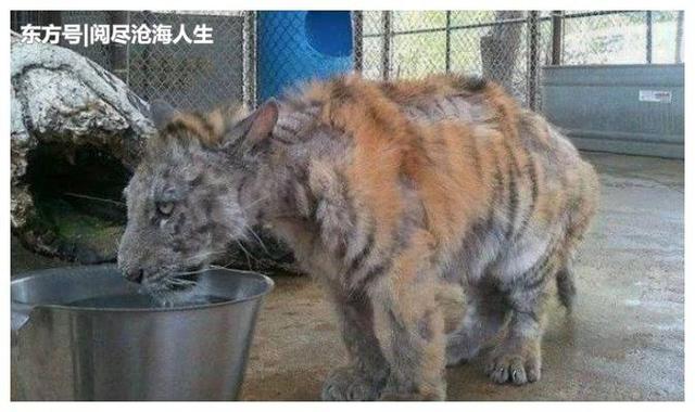 小老虎從馬戲團被救出，因受盡飢餓和虐打，已喪失野性變成了乖貓
