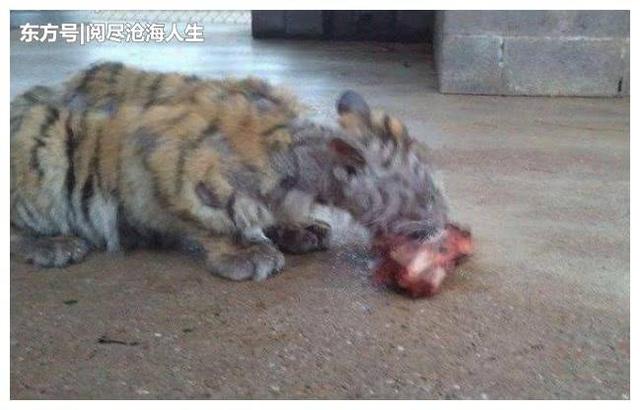 小老虎從馬戲團被救出，因受盡飢餓和虐打，已喪失野性變成了乖貓