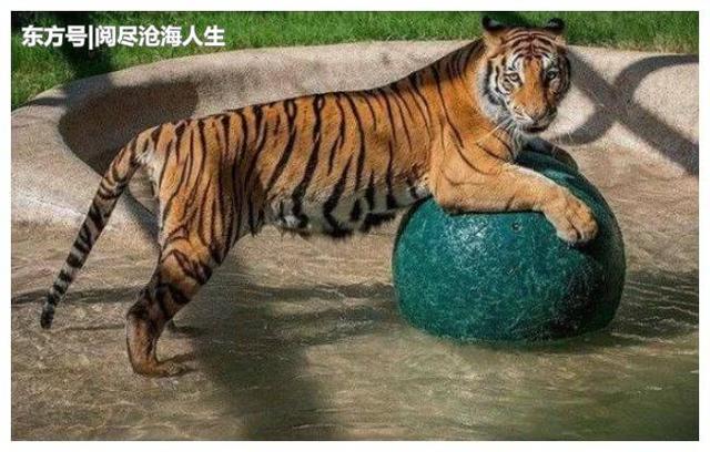 小老虎從馬戲團被救出，因受盡飢餓和虐打，已喪失野性變成了乖貓