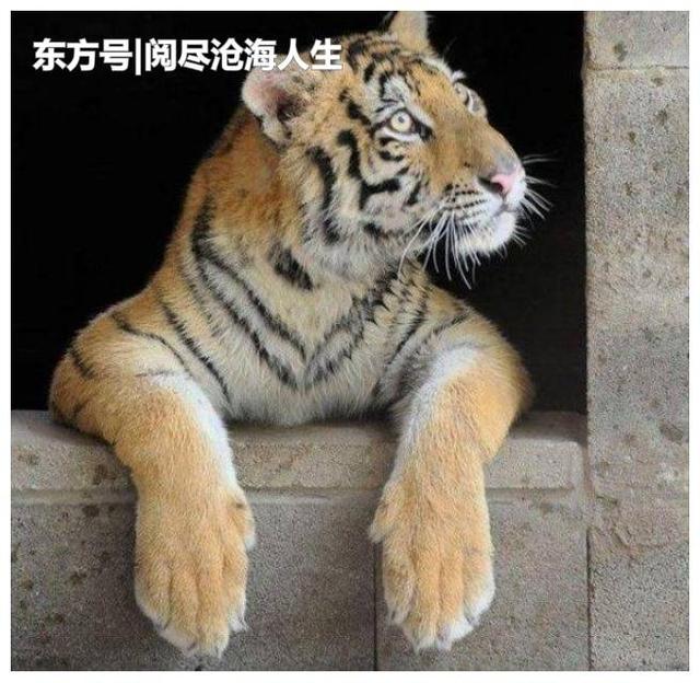 小老虎從馬戲團被救出，因受盡飢餓和虐打，已喪失野性變成了乖貓