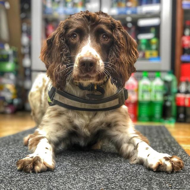 英國緝毒犬破6000萬走私菸草，被人懸紅20萬取它狗頭