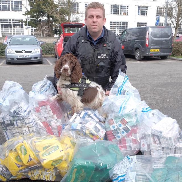 英國緝毒犬破6000萬走私菸草，被人懸紅20萬取它狗頭