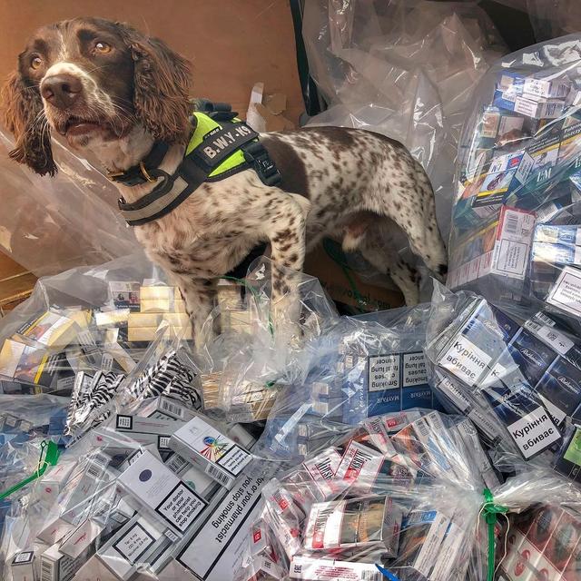英國緝毒犬破6000萬走私菸草，被人懸紅20萬取它狗頭