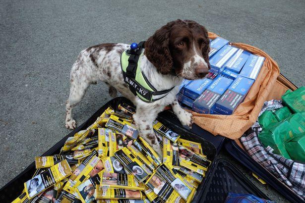 英國緝毒犬破6000萬走私菸草，被人懸紅20萬取它狗頭