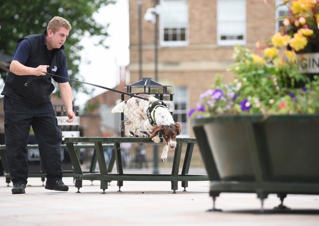英國緝毒犬破6000萬走私菸草，被人懸紅20萬取它狗頭