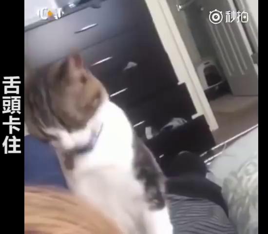 主人救命啊～跟主人撒嬌到一半，下秒「悲劇發生」網大笑：崩潰的貓咪XDD