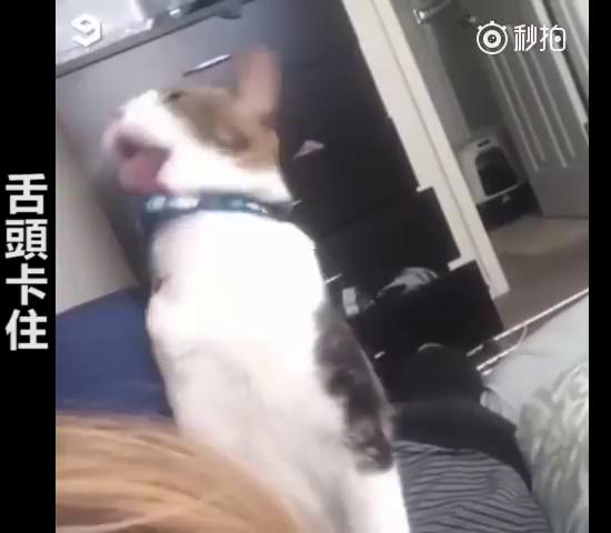 主人救命啊～跟主人撒嬌到一半，下秒「悲劇發生」網大笑：崩潰的貓咪XDD