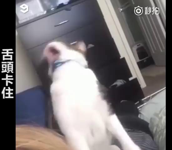 主人救命啊～跟主人撒嬌到一半，下秒「悲劇發生」網大笑：崩潰的貓咪XDD