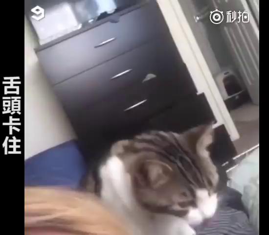 主人救命啊～跟主人撒嬌到一半，下秒「悲劇發生」網大笑：崩潰的貓咪XDD