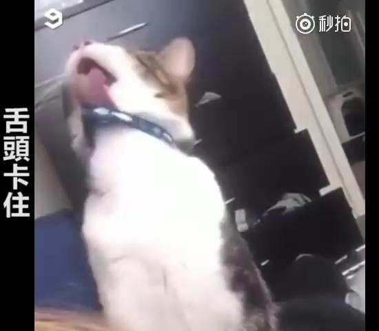 主人救命啊～跟主人撒嬌到一半，下秒「悲劇發生」網大笑：崩潰的貓咪XDD