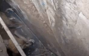 狗狗在水中嗚嗚哭泣，被男子聽到抬起石板後，裡面情景讓他難過