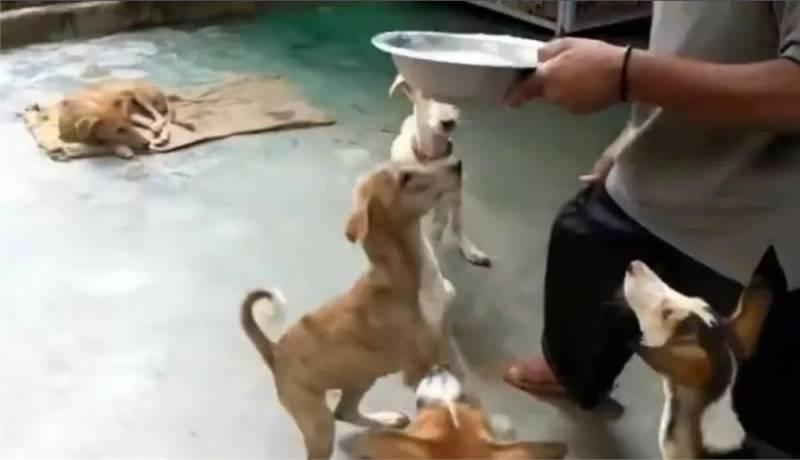 狗狗在水中嗚嗚哭泣，被男子聽到抬起石板後，裡面情景讓他難過